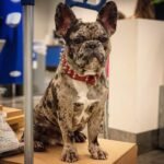 Red "Frenchie" collar - Image 3