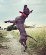Red "Frenchie" collar - Image 2