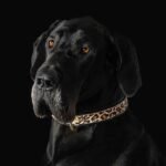 The Leopard Collar - Image 3