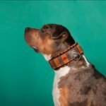 The ''SPQR'' Dog Collar - Image 3