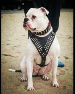 "Star" harness - Image 2