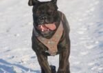 The "Aztec" Grey Harness - Image 4