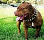 The "Big Boy" collar - Image 3
