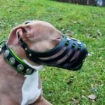 The ''Bijou'' Basket Muzzle Black & Green - Image 2