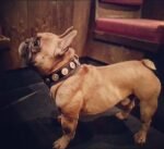 The "Bijou" collar orange - Image 4