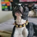The "Bijou" handmade puppy collar - Image 4