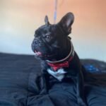 The "Bowtie" collar black - Image 3