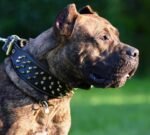 The "Crown" collar Black - Image 2