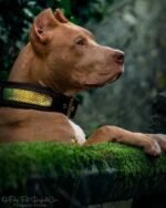 The ''D`Albertis'' collar - Image 4