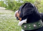 The "Eros" collar 2.5 inch wide Green - Image 4