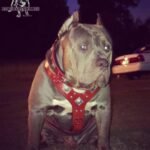 The "Eros" harness RED - Image 2