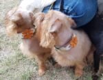 The "Flower" handmade puppy collar - Image 3