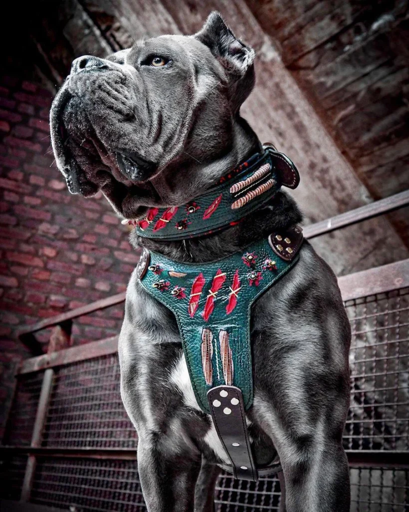 the-haunted-collar-limited-976770