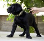 The "Maxi" collar - Image 2