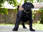 The "Maxi" collar - Image 3