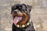 The "Maximus" collar 2.5 inch wide black & gold - Image 4