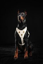 The "Maximus" harness White - Image 3