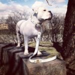The "Maximus" leash white & gold - Image 2
