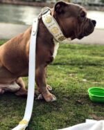 The "Maximus" leash white & gold - Image 5
