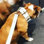 The "Maximus" leash white & gold - Image 4
