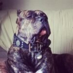 The "Maximus Silver" leash - Image 5
