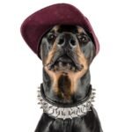 The "Metal" collar- personalized! - Image 3