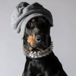 The "Metal" collar- personalized! - Image 4