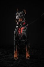The ''Red Dragon'' collar - Image 4