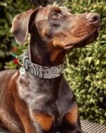 The ''Rock Python'' collar - Image 4