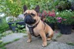 The "Rocky" studded leather harness Small to Medium Size - Image 2