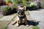 The "Rocky" studded leather harness Small to Medium Size - Image 3