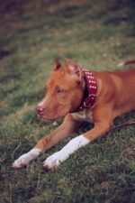 The "Star" Set- collar & leash - Image 3