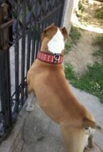 The "Star" Set- collar & leash - Image 2