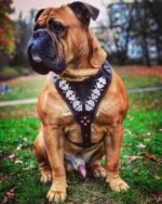 The "Steel" harness - Image 4