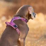 Lavender No Pull Harness - Image 3