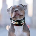 The JK Limited Collar - Image 4