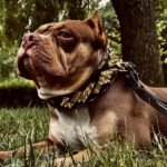 The ''Midas'' Collar Gold - Image 4