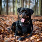 BATDOG HARNESS - Image 2