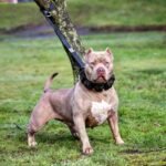 Weighted dog training collar. Large breeds. 5 lbs total. removable weights - Image 5