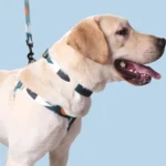 Adjustable Dog Harness, Collar & Leash Set with Colorful Patchwork Design - Image 4