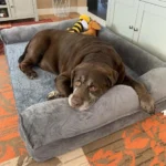 Extra Large Orthopedic Dog Bed with Removable Washable Cover
