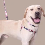 Adjustable Dog Harness, Collar & Leash Set with Colorful Patchwork Design - Image 3