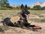 Adjustable Tactical Dog Harness & Nylon Collar Set for Small to Large Dogs - Image 2