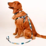 Adjustable Dog Harness, Collar & Leash Set with Colorful Patchwork Design - Image 5