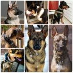 Adjustable Tactical Dog Harness & Nylon Collar Set for Small to Large Dogs - Image 6