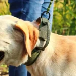 Adjustable Tactical Dog Harness & Nylon Collar Set for Small to Large Dogs - Image 3