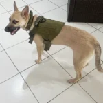 Adjustable Tactical Dog Harness & Nylon Collar Set for Small to Large Dogs