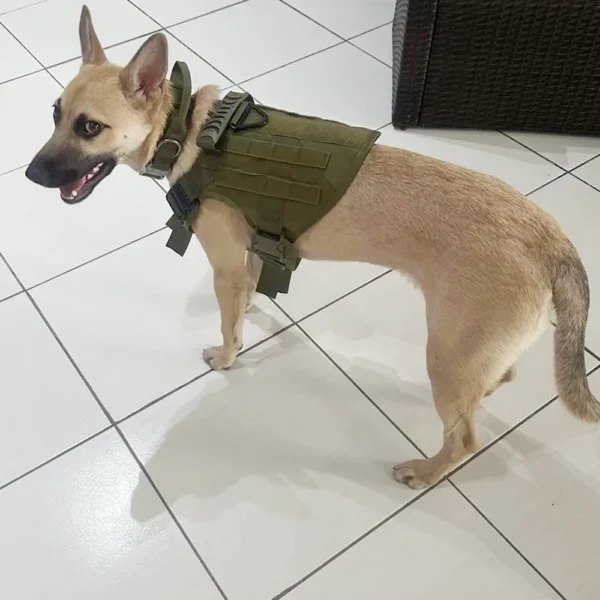 Adjustable Tactical Dog Harness & Nylon Collar Set for Small to Large Dogs