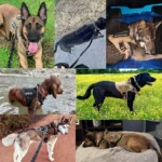 Tactical Dog Harness, Collar & Leash Set with Adjustable Training Vest - Image 4
