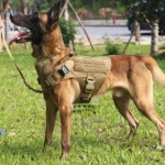 Tactical Dog Harness, Collar & Leash Set with Adjustable Training Vest - Image 3